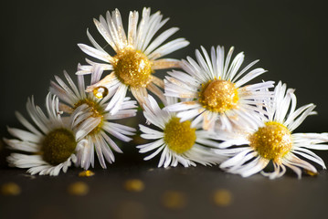 macro photo flowers