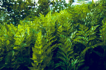Green nature wildlife village plant