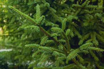 Green tree fir branch forest needle