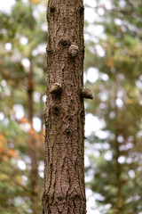 Tree trunk with pine cones