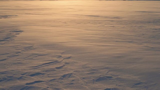 Blizzard In A Field Where Snowflakes And Frost Fly At The Wind At Golden Sunset