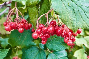 Pyracantha bush with red berries