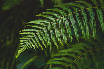 Natural green fern