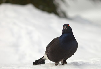 View of a male of a black grouse in the winter