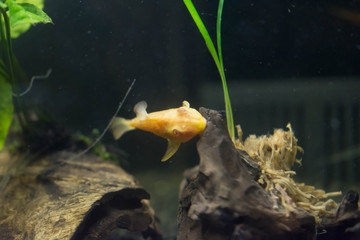 アクアリウム・魚・鑑賞・プレコ・かわいい