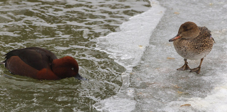View of two ducks on the bank of a frosted pond