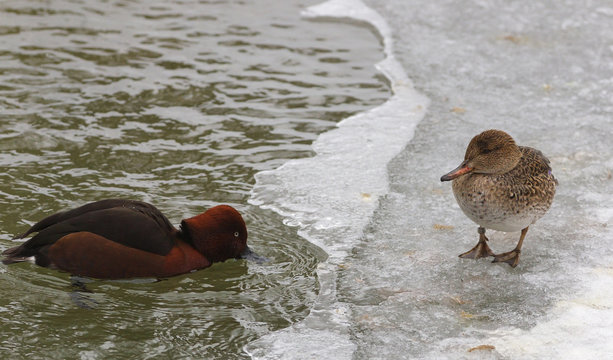 View of two ducks on the bank of a frosted pond