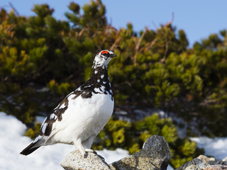 縄張りを見張るライチョウ雄(rock ptarmigan)