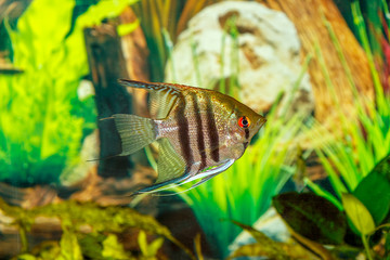 Pterophyllum scalare swims in the aquarium