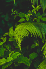 Natural green fern