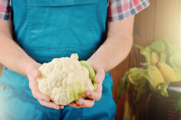 Farmer hold fresh organic cauliflower in his hands. Vegetable harvest concept