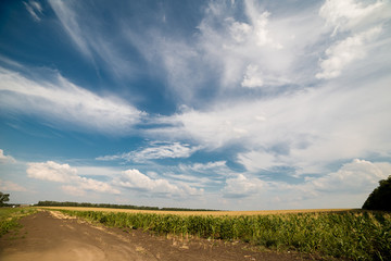 Fototapeta na wymiar landscape of fields in Russia 