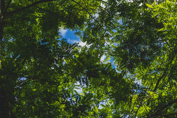 leaves against blue cloudy sky
