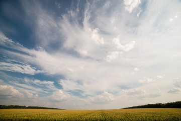 landscape of fields in Russia 