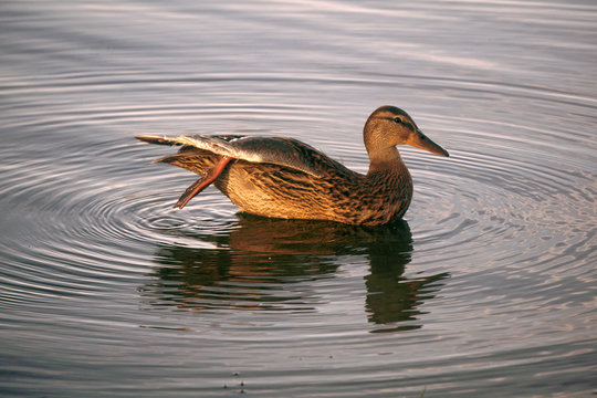 Summer in the pond was swimming Mallard duck