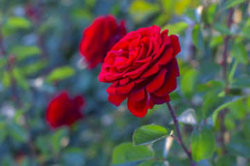 beautiful red roses growing in the garden 