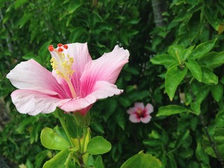 ハイビスカス
