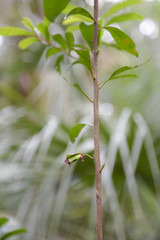 Beautiful caterpillar on a branch