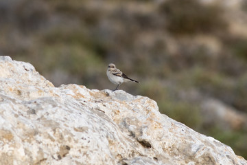 bird on rock
