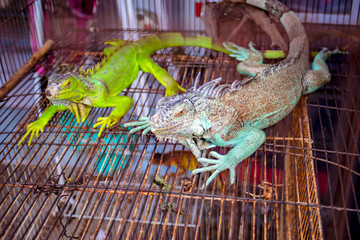 Green multi-colored chameleon