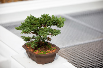 Bonsai plant in a pot