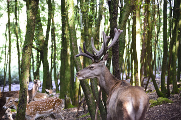 group of young deers in a forest clearing