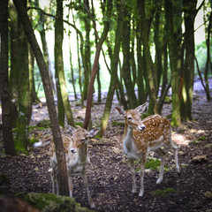 group of young deers in a forest clearing