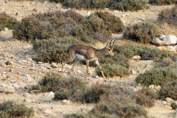 lonely deer in the desert