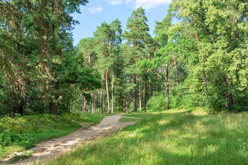 Dirt road in forest before tall pines