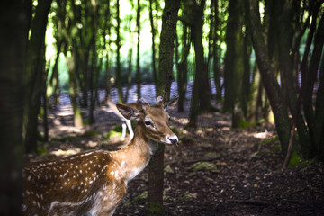 fawn among the trees of the forest