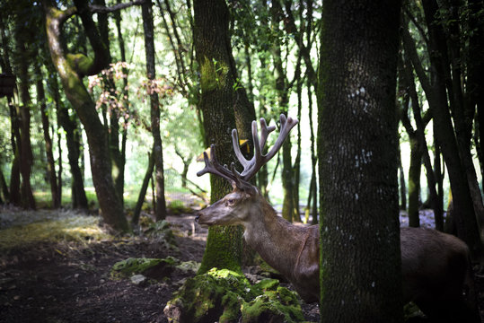 Deer among the trees of the forest