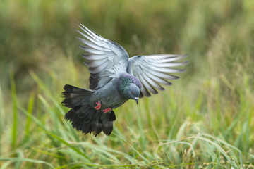 Pigeons or Rock dove flying in the rice field.