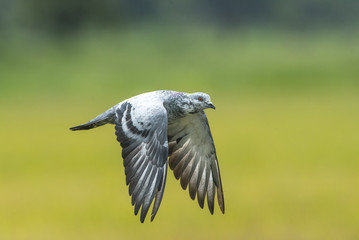 Pigeons or Rock dove flying in the rice field.