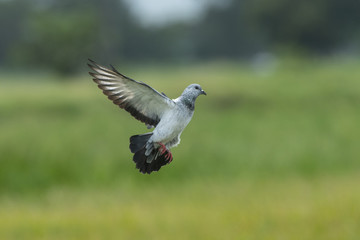 Pigeons or Rock dove flying in the rice field.