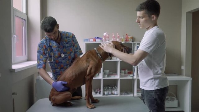 Professional vet examines the belly of a dog