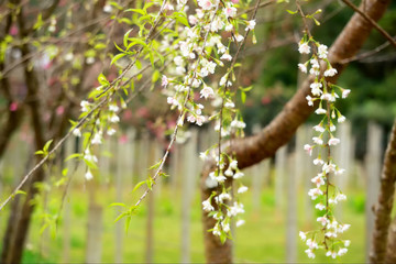 branch of a tree in spring