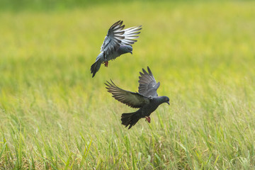 Pigeons or Rock dove flying in the rice field.