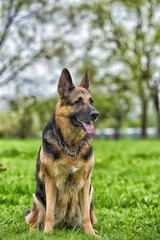 old German shepherd dog  in the park