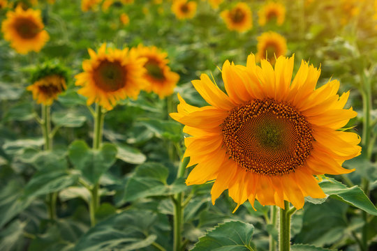 Closeup round bright beautiful yellow fresh sunflower showing pollen pattern and soft petal with blurred field and sky background on sunshine day
