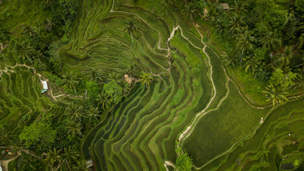 palms in rice fields