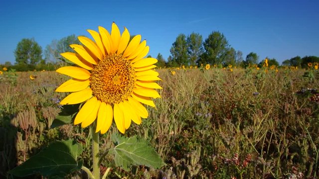 Sun Flower Blossom at Farmers Field