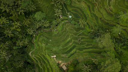 lovely patterns of the rice fields, view from above in bali