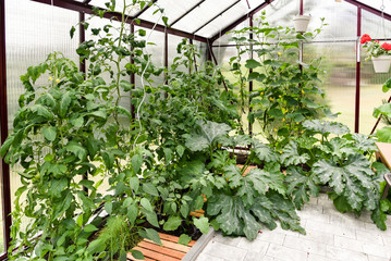 Gemüseanbau im Gewächshaus im Garten