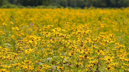 Obraz premium A field of yellow Ox Eyed daisies in Pennsylvania with a blurred background