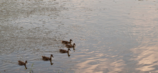 Five mallard ducks swimming in the Allegheny River In Warren County, Pennsylvania, USA with room in the picture for added text
