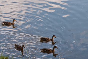 Four mallard ducks swimming in the Allegheny River In Warren County, Pennsylvania, USA with room in the picture for added text