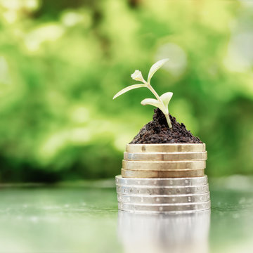 Coins in soil with young plant on green background. Money growth concept. High key filter.