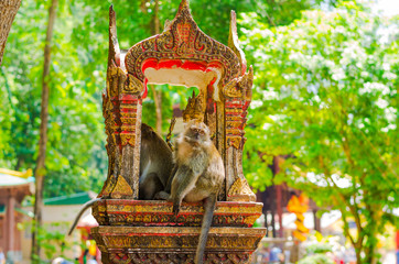 Grey capucin monkey, domesticated, living around the Tiger Cave temple in Krabi, Thailand