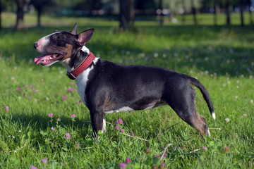 miniature bull terrier on green grass