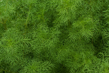 Green plant background